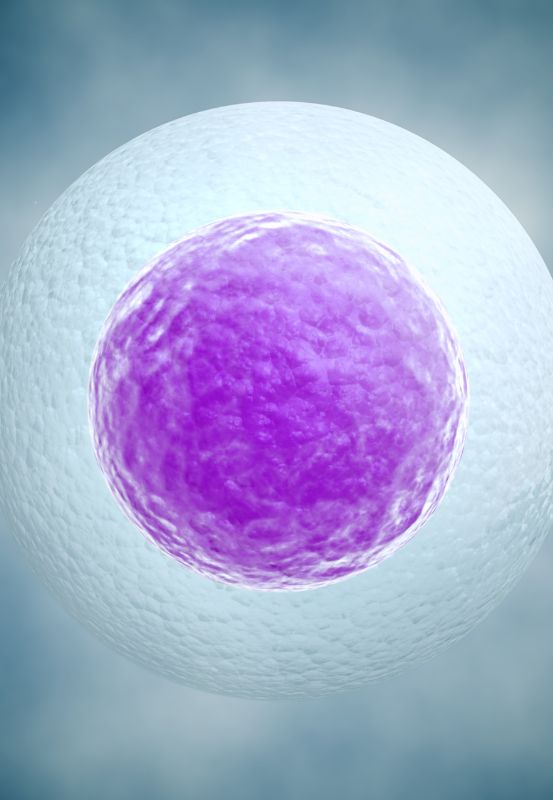 ile żyje komórka jajowa